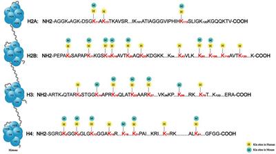 The role and mechanism of histone lactylation in health and diseases